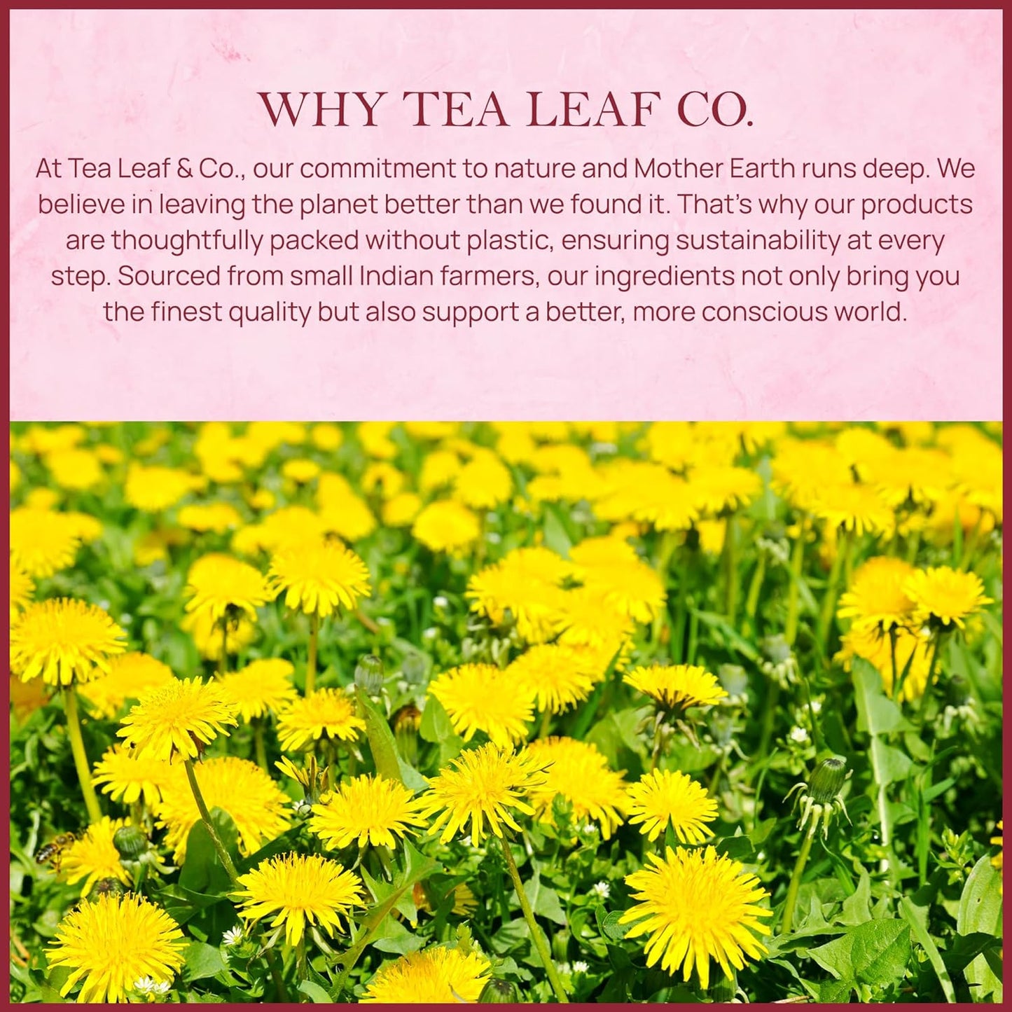 Tealeaf & Co. Dandelion Root Tea with Dried Dandelion Root Extract - Pure Herbal Tea Bags Blended with Fresh Herbs - Flavored Herbal Blend - Low Caffeine - Gluten Free - 50 Teabags