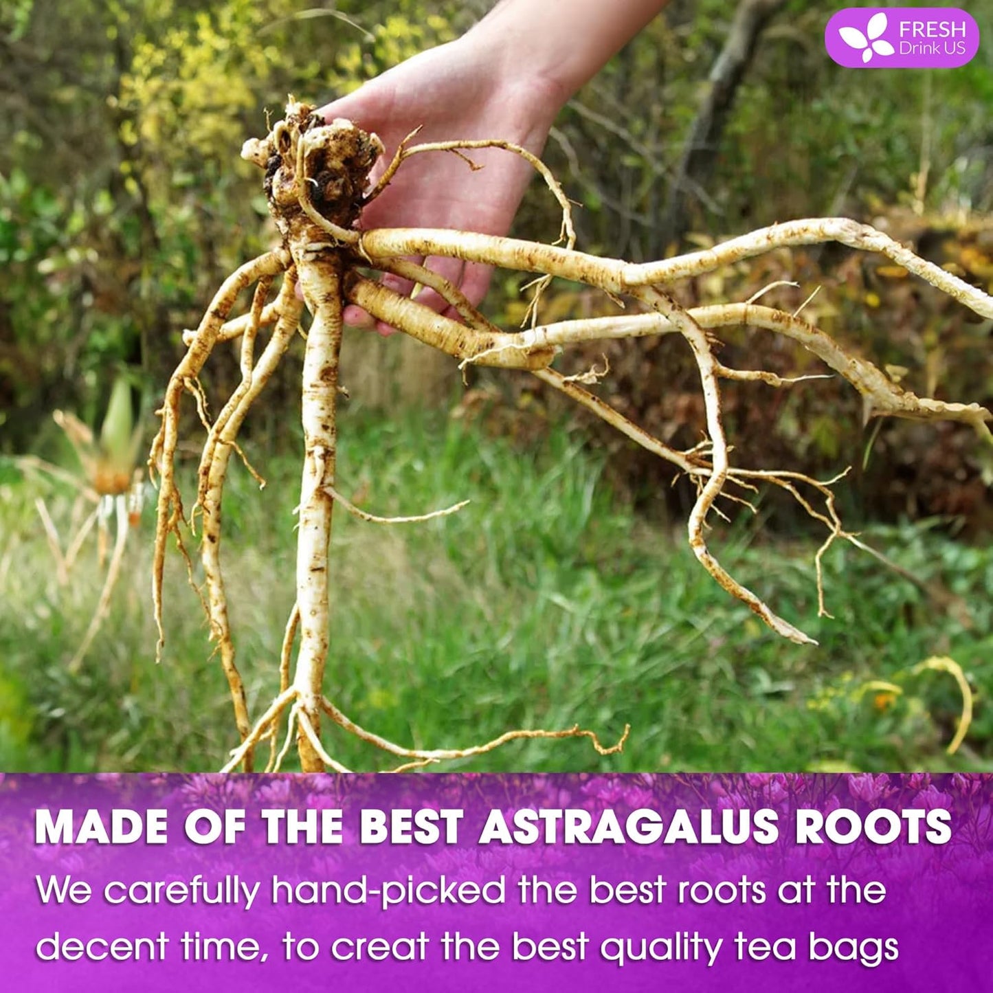 FreshDrinkUS, Premium 75 Astragalus Root Tea Bags, 100% Natural & Pure from Astragalus Root. Astragalus Root Herbal Tea. Made with Natural Material Tea Bags. No Sugar, No Caffeine, No Gluten, Vegan.