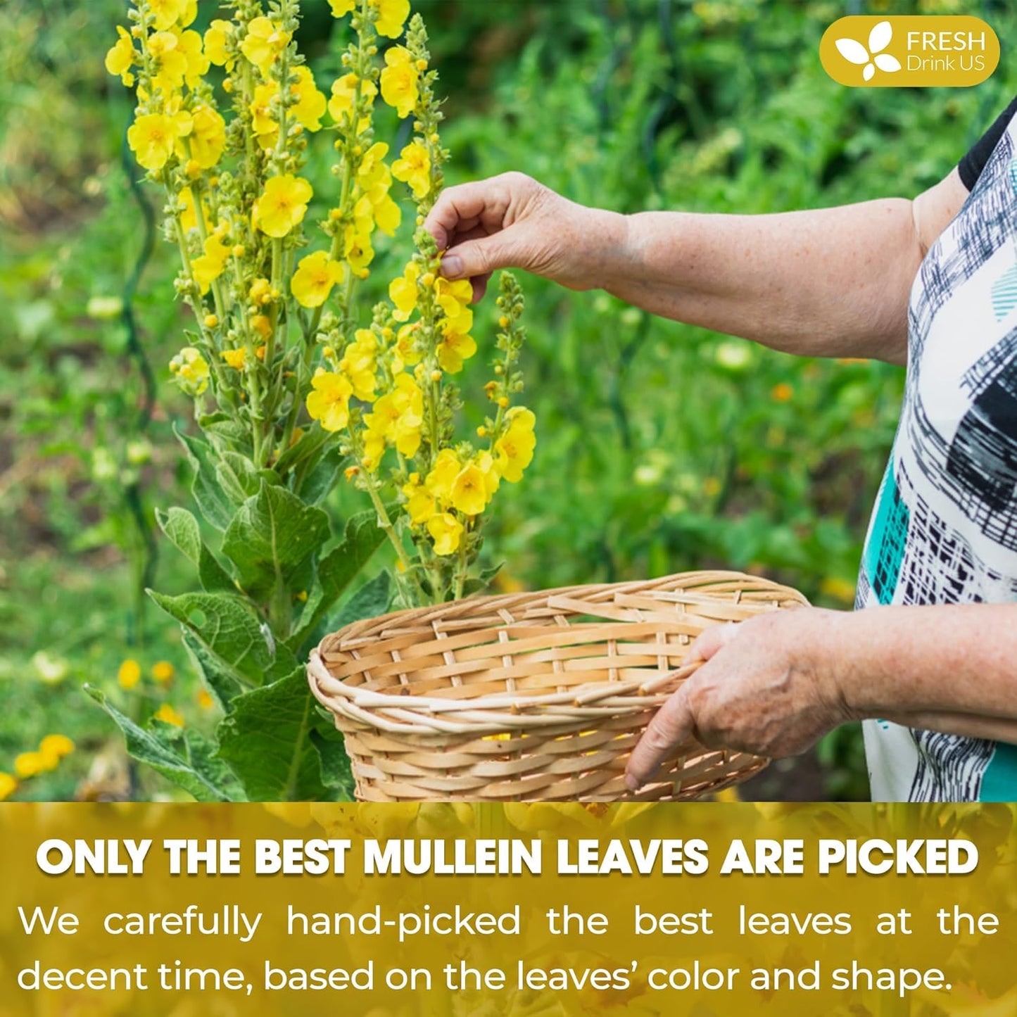 FreshDrinkUS, Premium 15 Mullein Leaf Tea Bags For Lung, 100% Natural & Pure from Mullein Leaves. Loose Leaf Mullein Herbal Tea. Made with Natural Material Tea Bags. No Sugar, No Caffeine, No Gluten, Vegan.