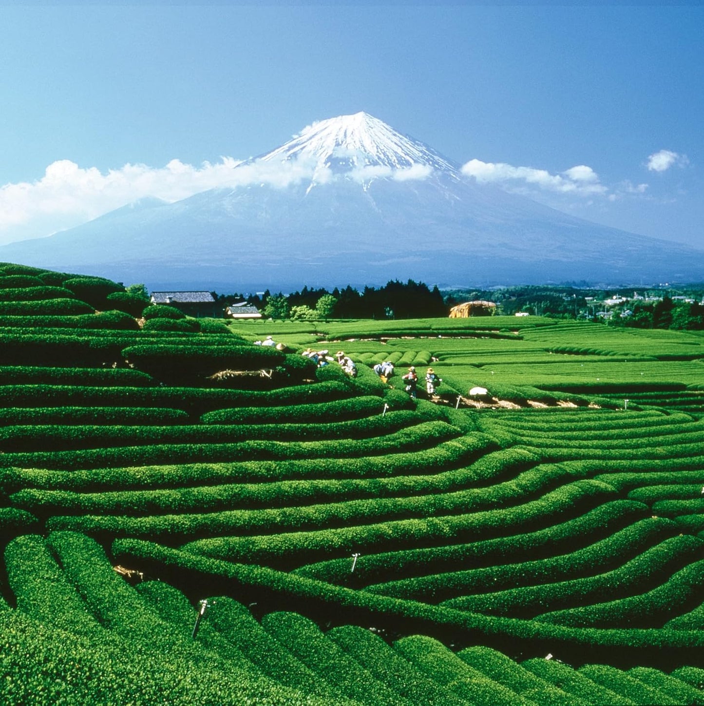 Palais des Thés - Grand Jasmine Chun Feng - Jasmine Green Tea - 3.5oz Loose Leaf Metal Gift Tin, Serves 20-25 Cups