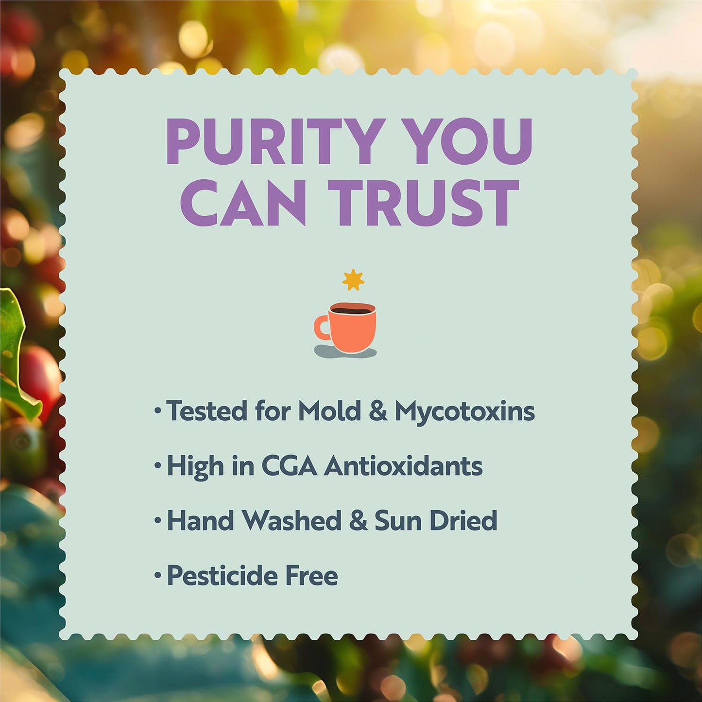 Clean Coffee Co. - Low Acid Medium Roast, Tested for Molds and Toxins, Costa Rica Blend, Notes of Milk Chocolate, Roasted Nuts, Toasted Malt (Ground, 12 oz Bag)