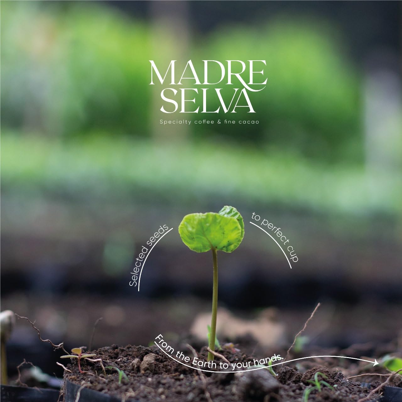 Colombian Specialty Coffee Whole Bean Medium Roast Arabica Bourbon Variety Gourmet Fresh Roasted Low Acid Balanced Flavor Rich Aroma Smooth Notes Single Origin High Altitude Gift Ready 8.8oz 250g