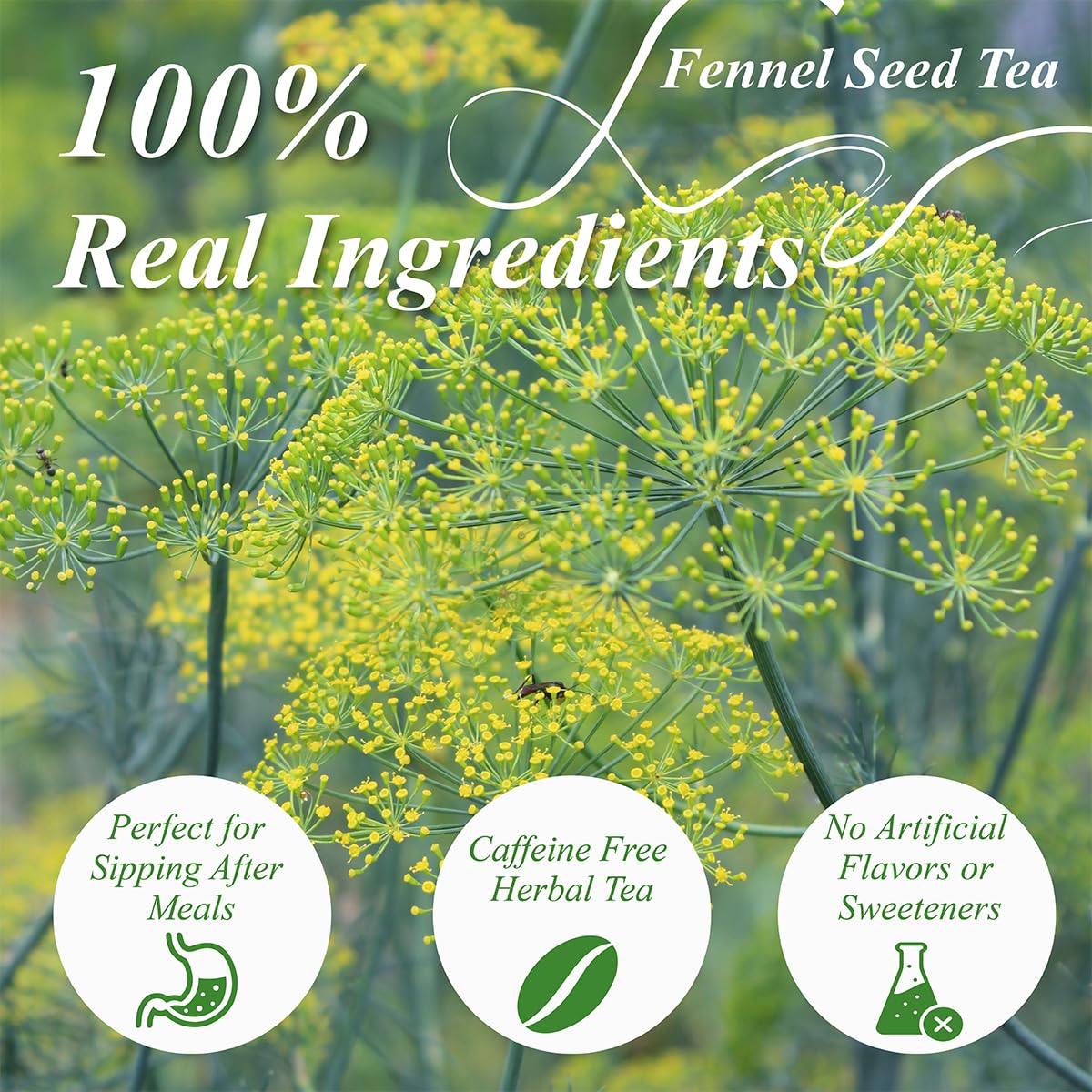 WT WEETEE Fennel Tea Bags 100 Count, 100% Natural & Pure Fennel Seeds Tea, Smooth & Sweet, No Sugar, Caffeine-Free
