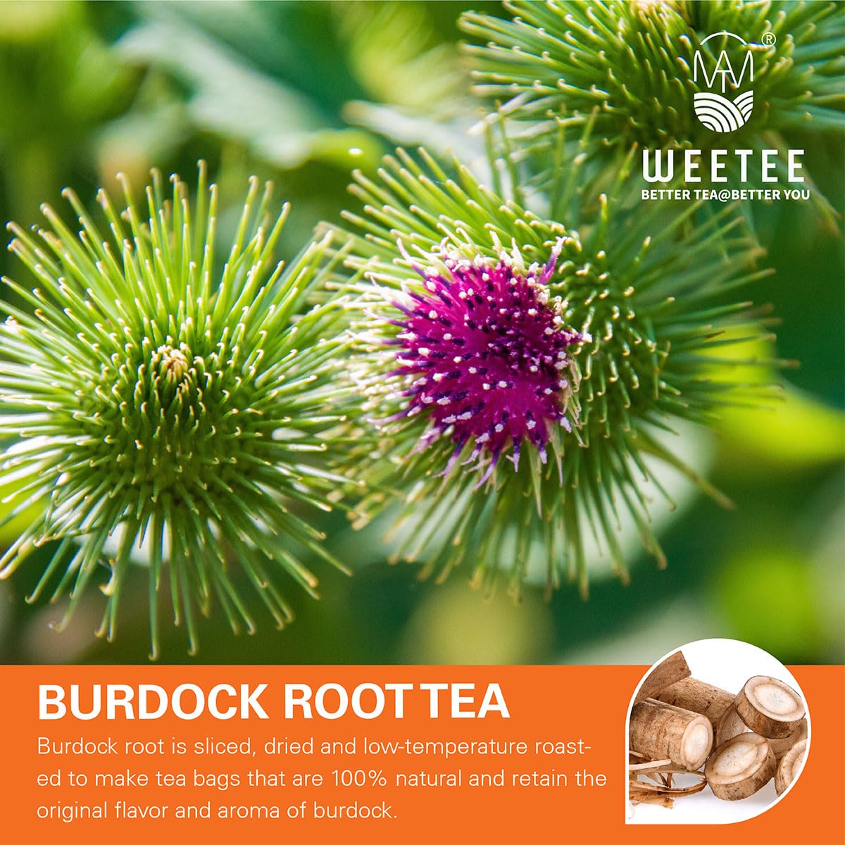 WT WEETEE Burdock Root Tea Bags, Made with 100% Pure Burdock Root, Rich in Antioxidants, Naturally Caffeine-free Herbal Tea, 100 Count