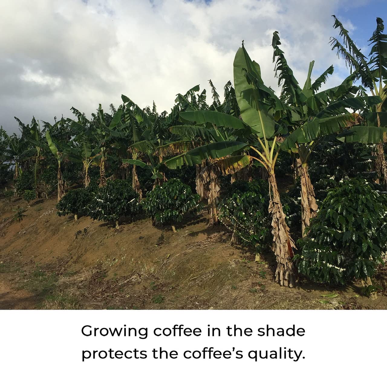 Kilo Coffee - 1 Kilogram Adaptogenic Mushroom Coffee. Whole Fruiting Body: Lions Mane, Chaga, Reishi, Cordyceps. Single Origin from Puerto Rico, Low Acid. 2.2lbs