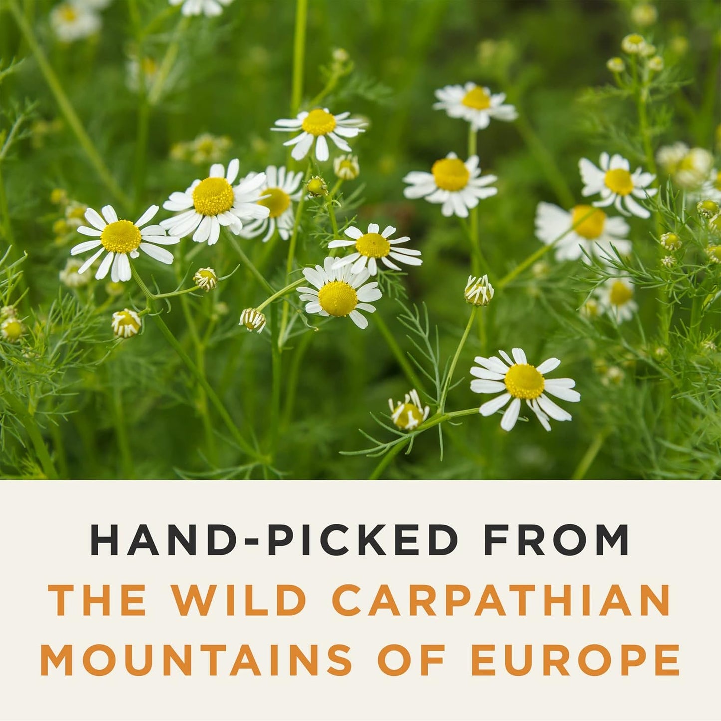 Wild Bliss Organic Chamomile Tea - Caffeine Free Calming Herbal Support - Pharmacopoeia Potency - 20 Plant Based Tea Bags