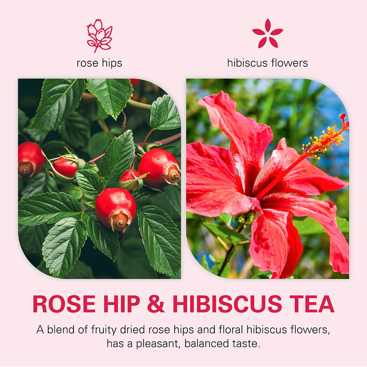 WT WEETEE Rosehips Hibiscus Tea Bags, Made with Rosehip & Hibiscus Flowers, Natural Caffeine-free Herbal Tea 2.5g x 60 Counts