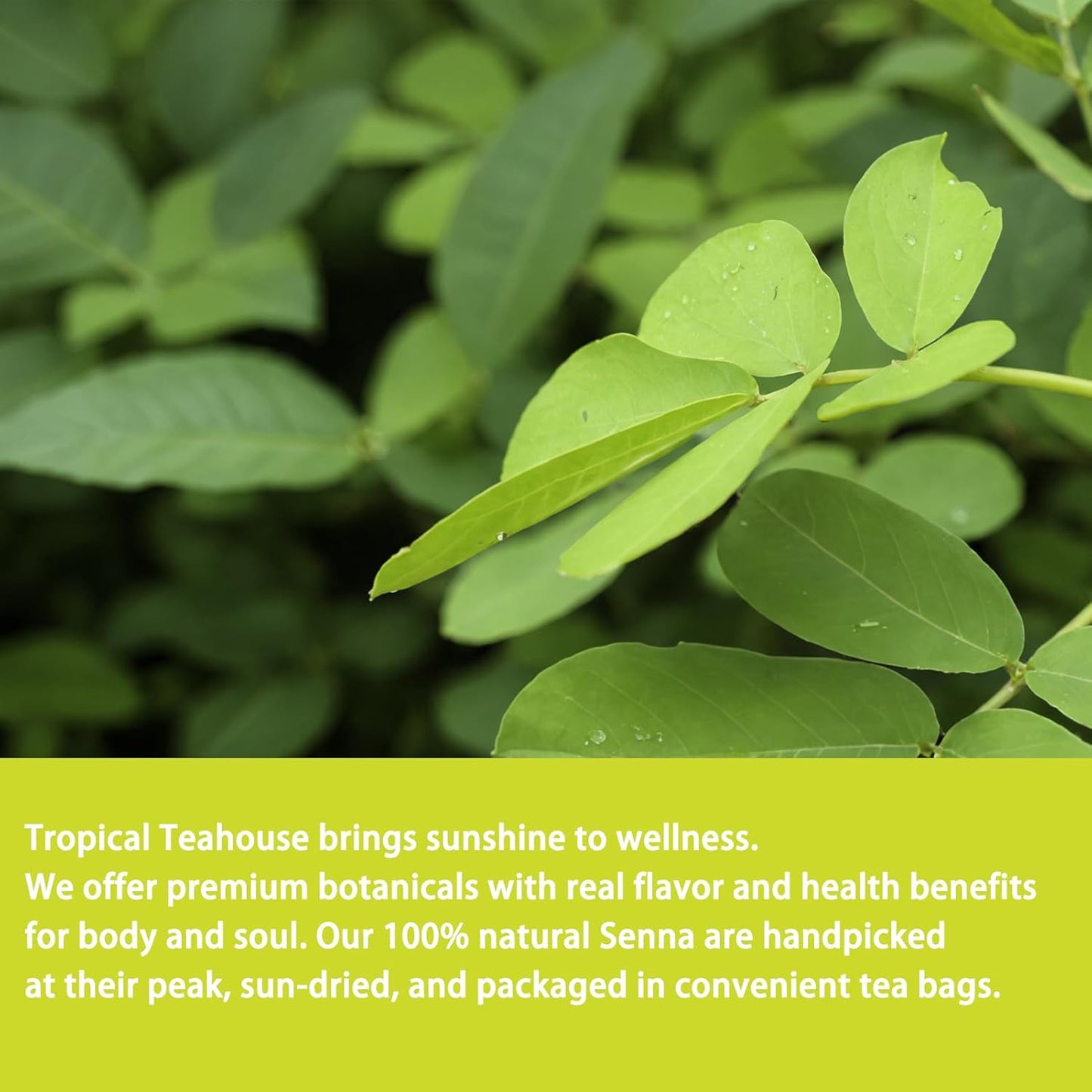 Samcci - Senna Tea, 50 Teabags, 1.5g/bag - Senna Leaf Tea for Constipation -Digestive - Poop for Promoting Digestion - Colon Cleanse -Non-GMO - Caffeine-free