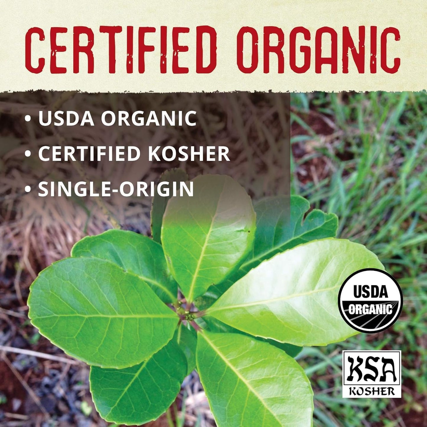 ECOTEAS Premium Organic Yerba Mate Tea Bags – Natural Energy & Detox Herbal Tea – Coffee Alternative - Kosher, Non-GMO, Gluten-Free - 100 Unsmoked Bulk Bags, 8.8 oz (Pack of 2)