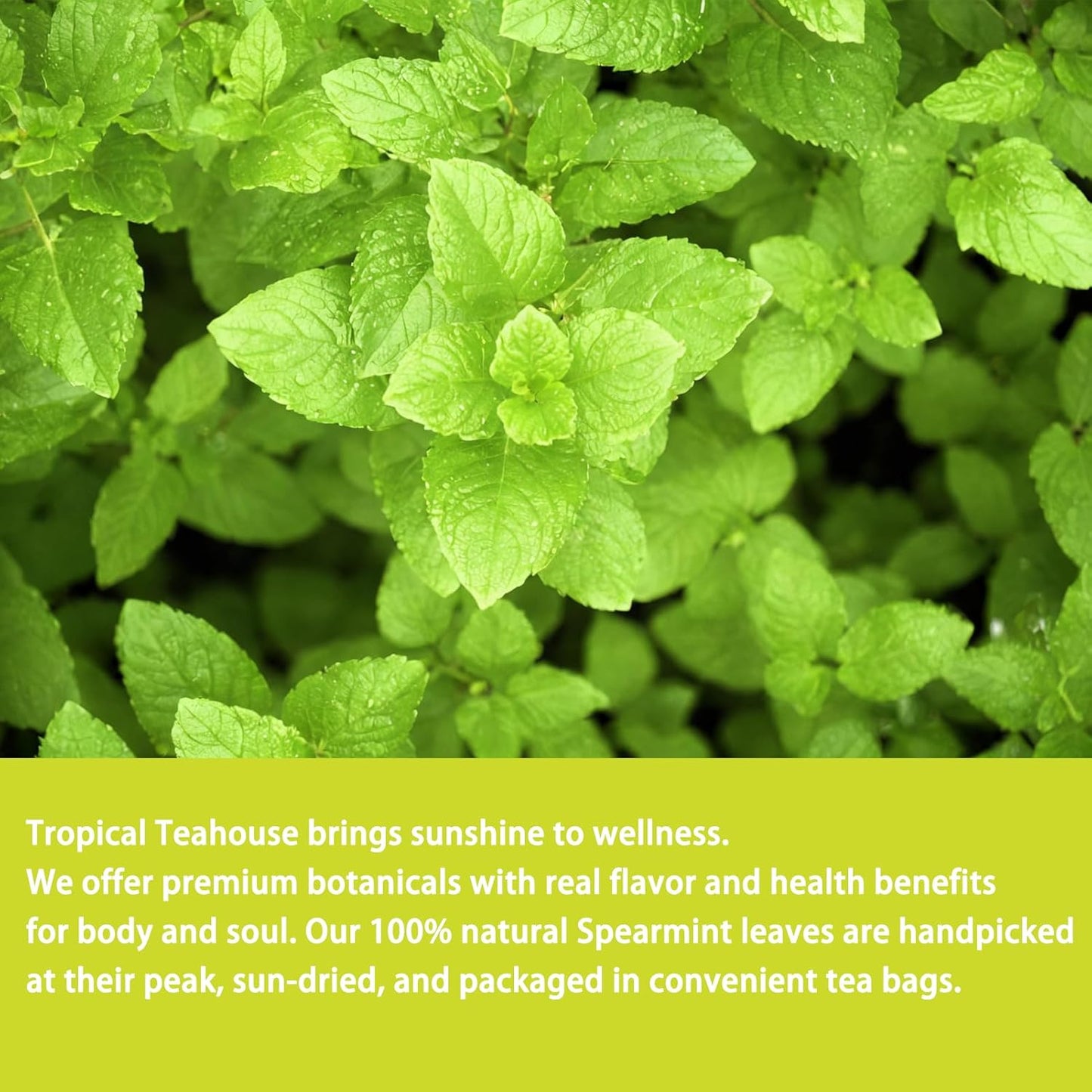 Samcci - Spearmint Tea Bags, 40 Teabags, 1.5g/bag - Pure Spearmint Leaves - Non-GMO - Caffeine-free Herbal Tea - Hormone Balance & Support Digestion & Natural Breath Freshener