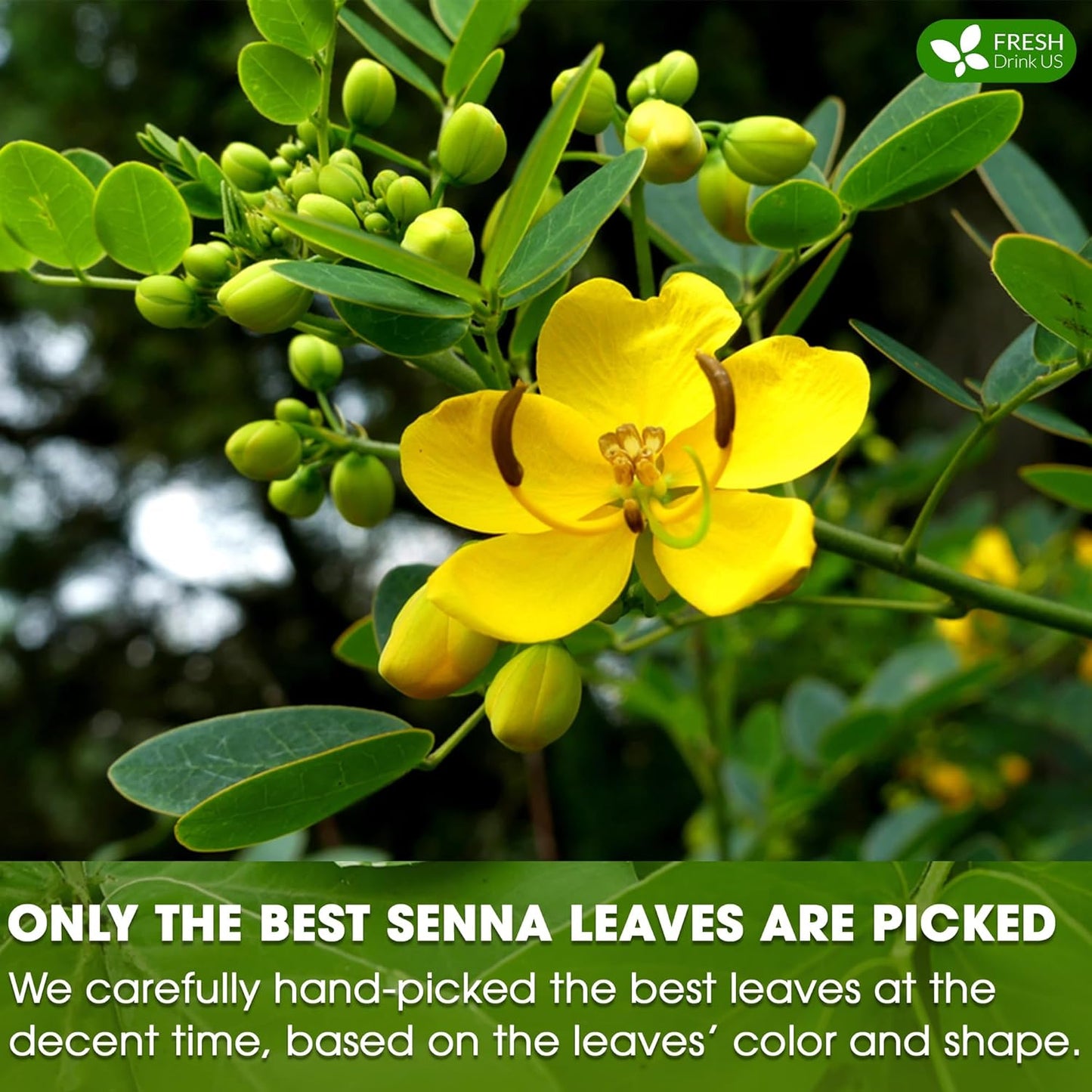 FreshDrinkUS, Premium 135 Senna Leaf Tea Bags, 100% Natural & Pure from Senna Leaves. Loose Leaf Senna Herbal Tea, Made with Natural Material Tea Bags. No Sugar, No Caffeine, No Gluten, Vegan.