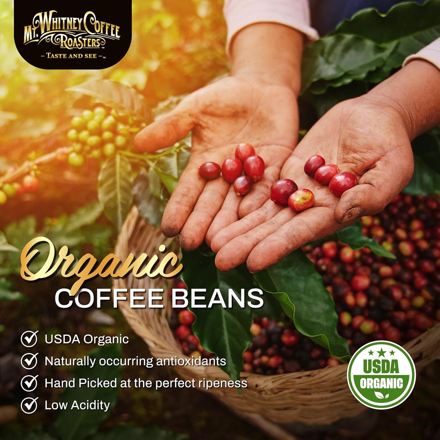 Mt. Whitney Organic Papua New Guinea, Medium Dark Roast, Low Acid Coffee (Ground, 2Lb)