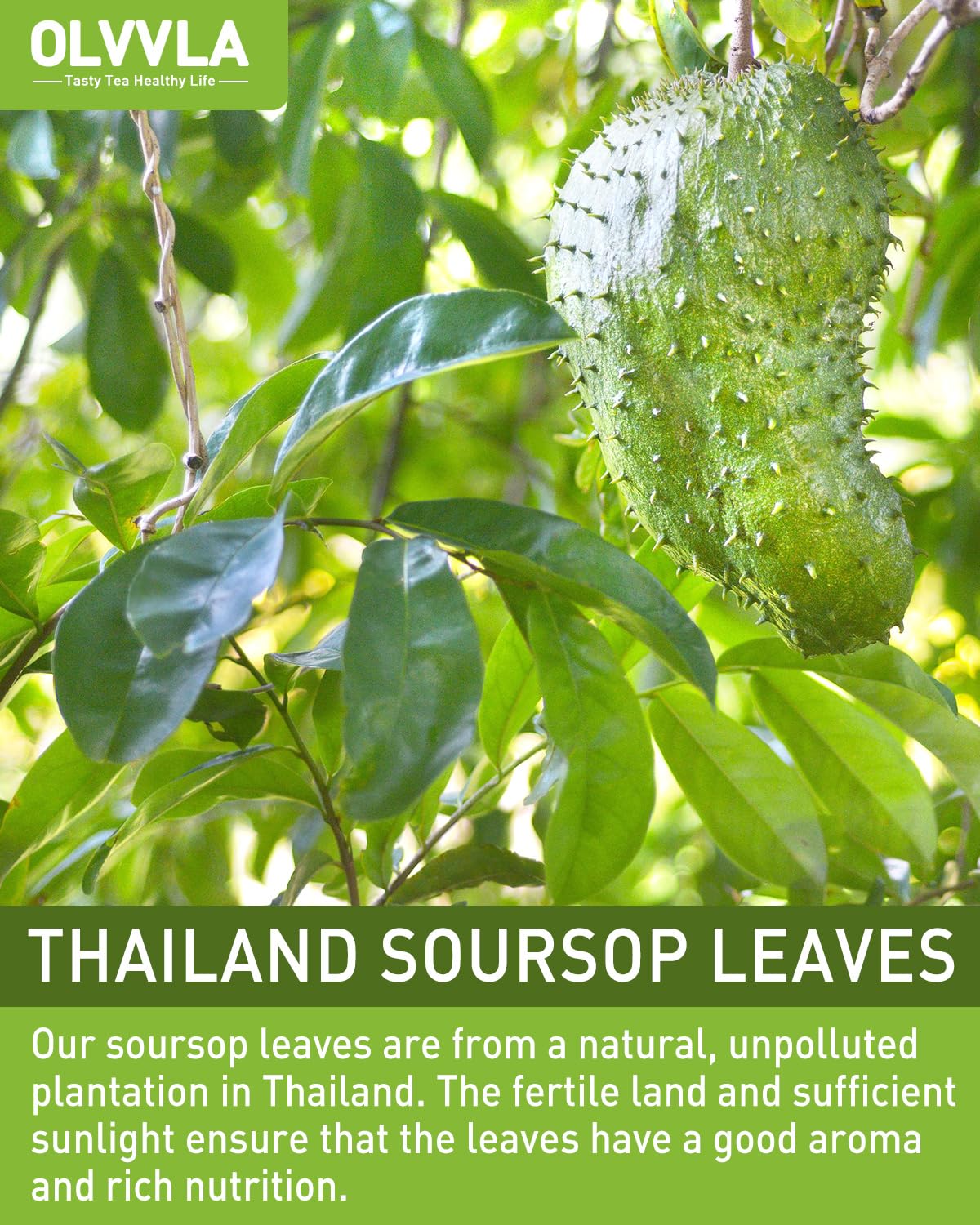 Olvvla - Premium Soursop Tea Bags - 1.5g X 70 Count - Pure Natural Soursop Leaves Tea - Caffeine-free - Non-GMO - Sourced from Thailand - Support Digestion & Help Skin Health