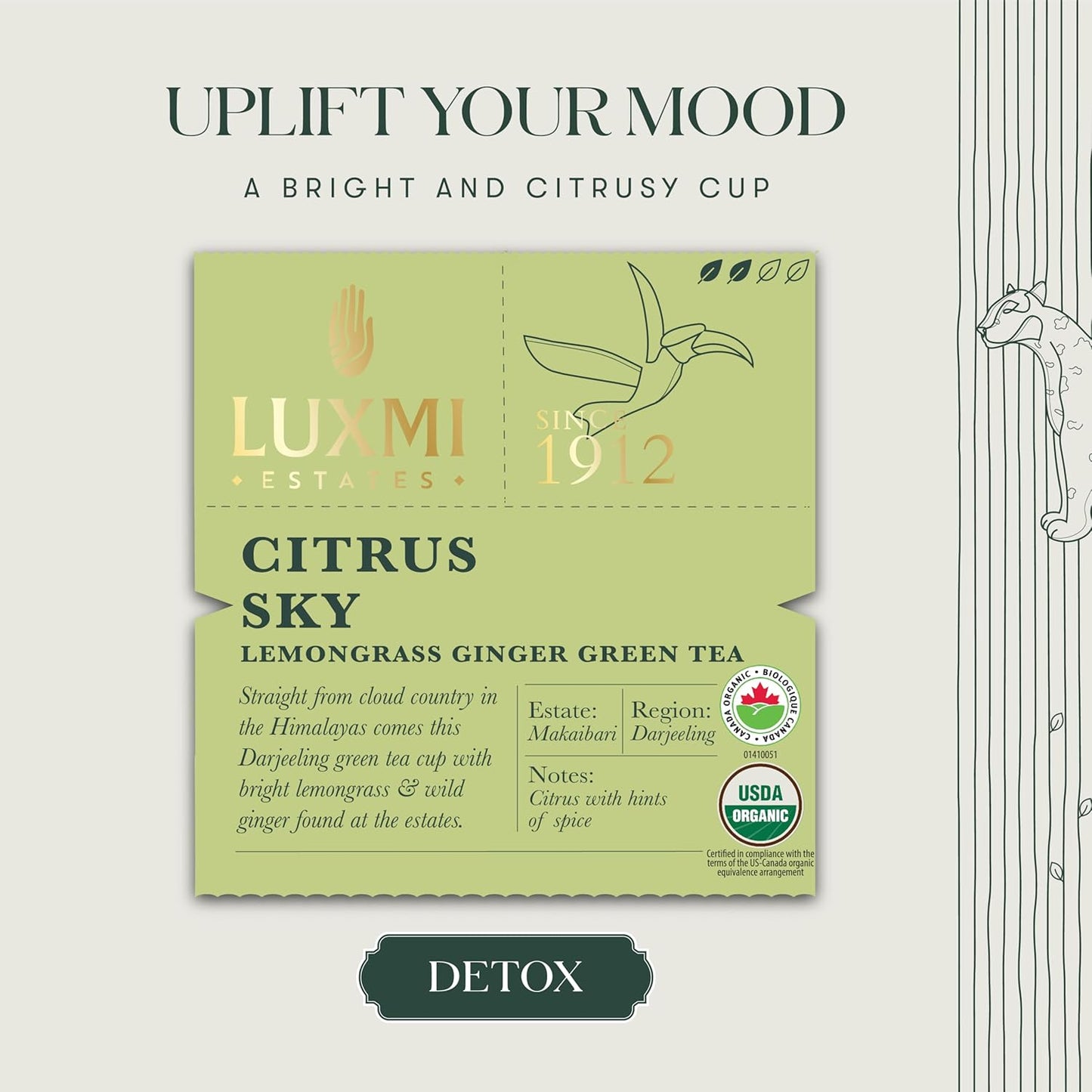 Luxmi Estates Citrus Sky Lemongrass Ginger Green Tea 50 Tea Bags (100g) Pack | Certified Organic Darjeeling Green Tea | Natural Lemon Balm Tea - Calming, Supports Digestion | 50 Cups Bulk Pack