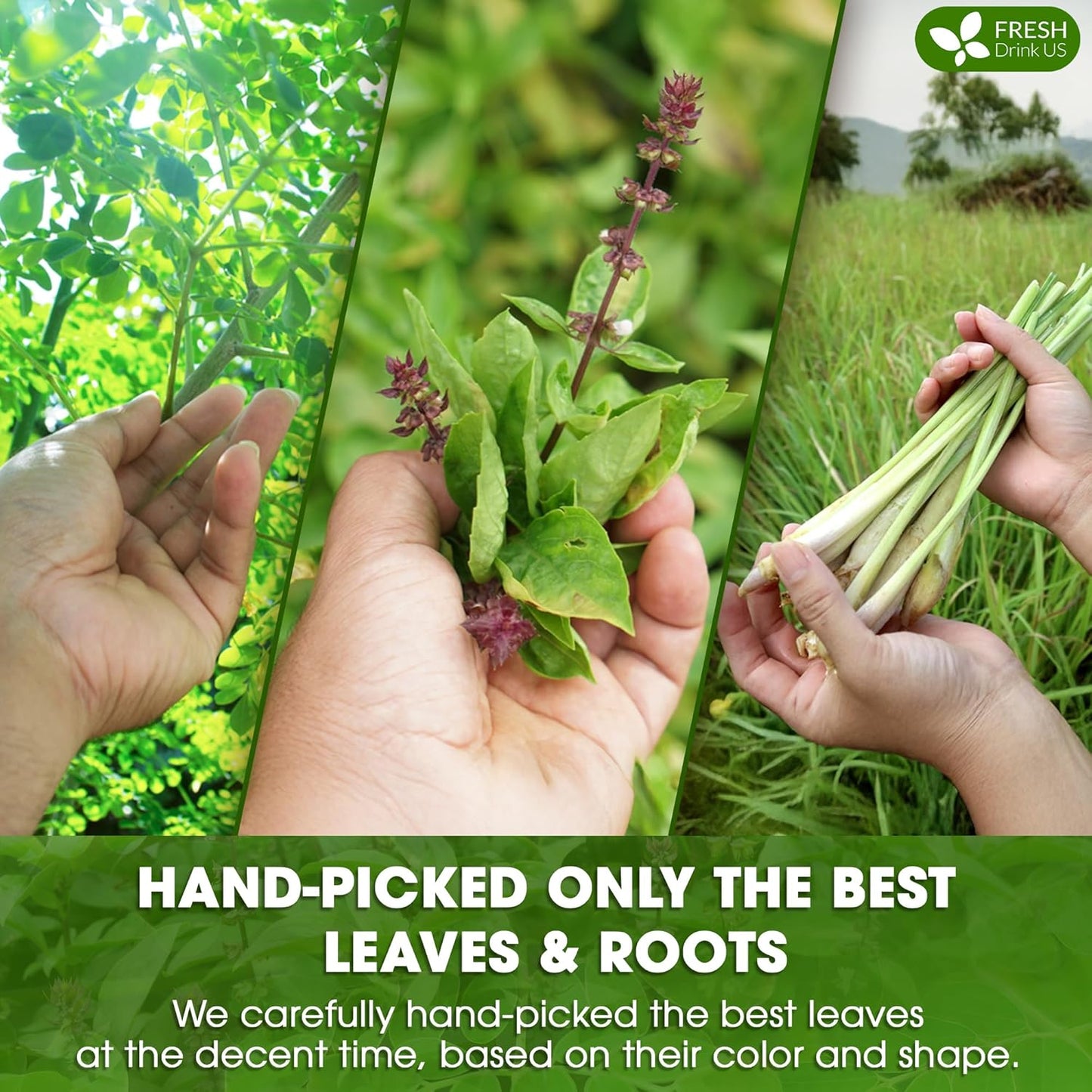 FreshDrinkUS, Premium 75 Tea Bags Tulsi Moringa Lemongrass, 100% Natural & Pure from Tulsi Holy Basil Leaves, Moringa & Lemongrass. Made with Natural Material Tea Bags. No Sugar, No Caffeine, Vegan.