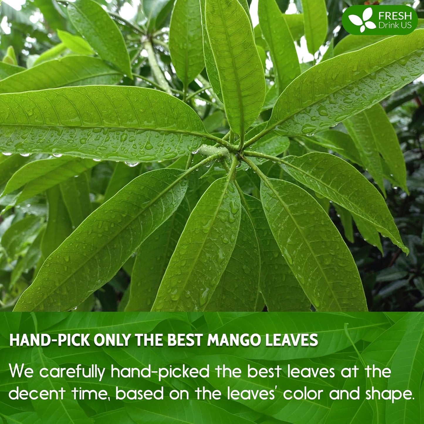 FreshDrinkUS Premium 60 Mango Leaf Tea Bags, 100% Natural & Pure. Loose Leaf Herbal Tea. No Sugar, No Caffeine, No Gluten, Vegan