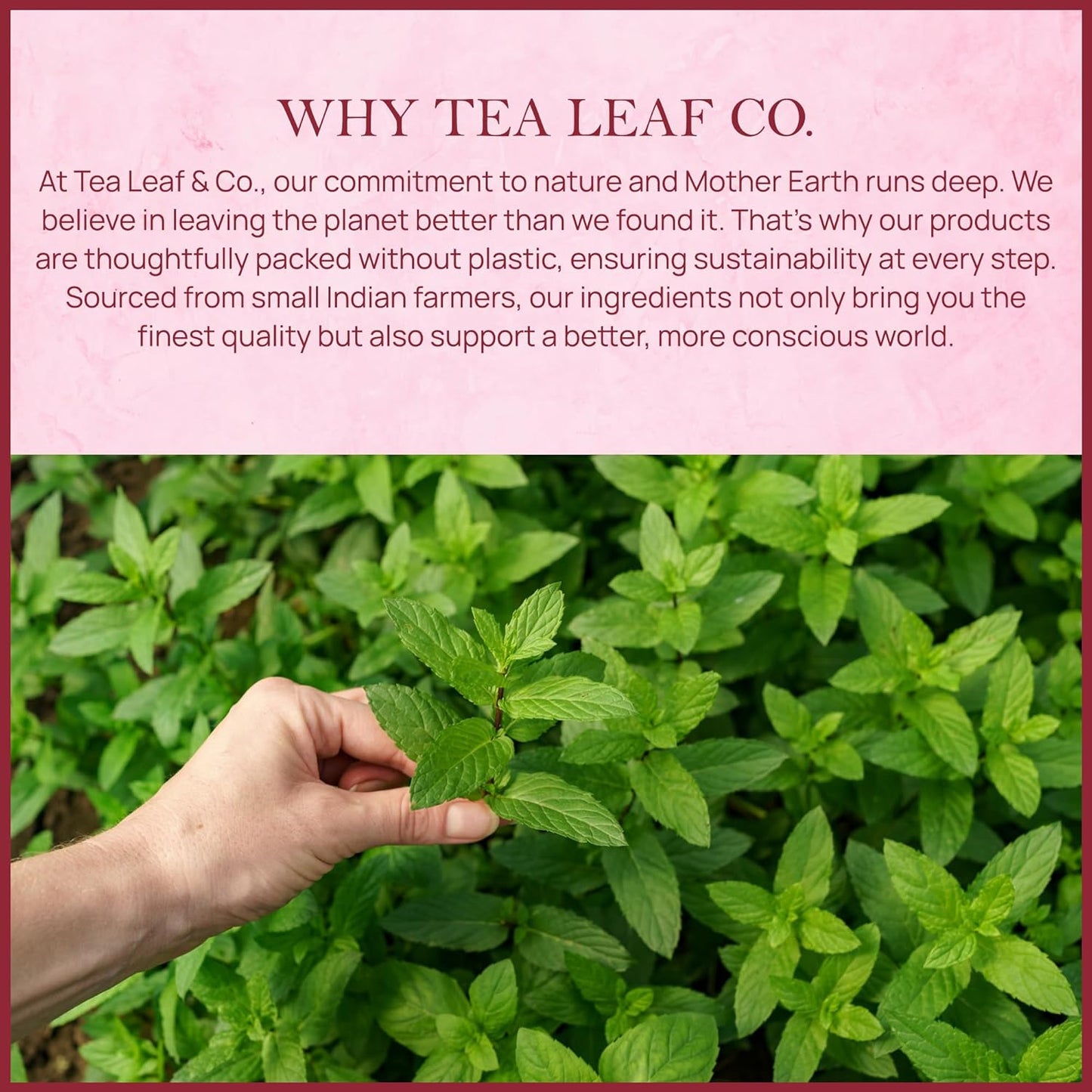 Tealeaf & Co. Orange Ginger Mint Tea Blended with Fresh Herbs and Spices - Herbal Tea Bags with Orange Peel, Ginger, Star Anise, Spearmint & Lemon Grass - Low Caffeine - Gluten Free - 50 Teabags