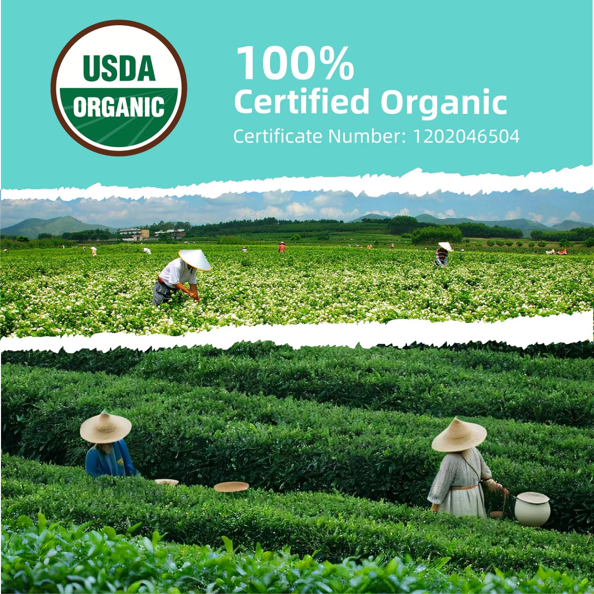 Essencesip Organic Jasmine Green Tea Loose Leaf, 4oz Tin – Scented 5x with 6,000 Fresh Jasmine Blossoms, Low Caffeine, Antioxidant-Rich