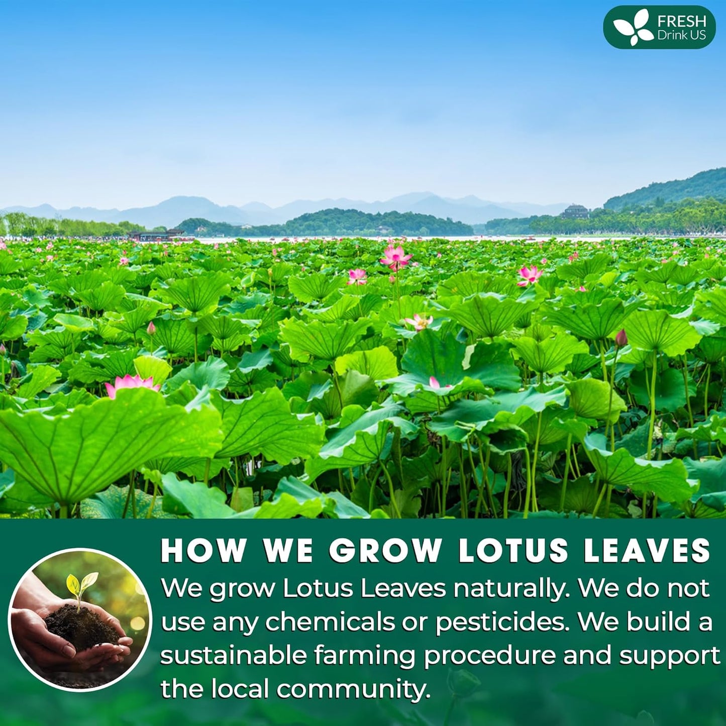 FreshDrinkUS, Premium 30 Lotus Leaf Tea Bags, 100% Natural & Pure from Lotus Leaves. Loose Leaf Lotus Herbal Tea. Made with Eco-Conscious Tea Bags. No Sugar, No Caffeine, No Gluten, Vegan.