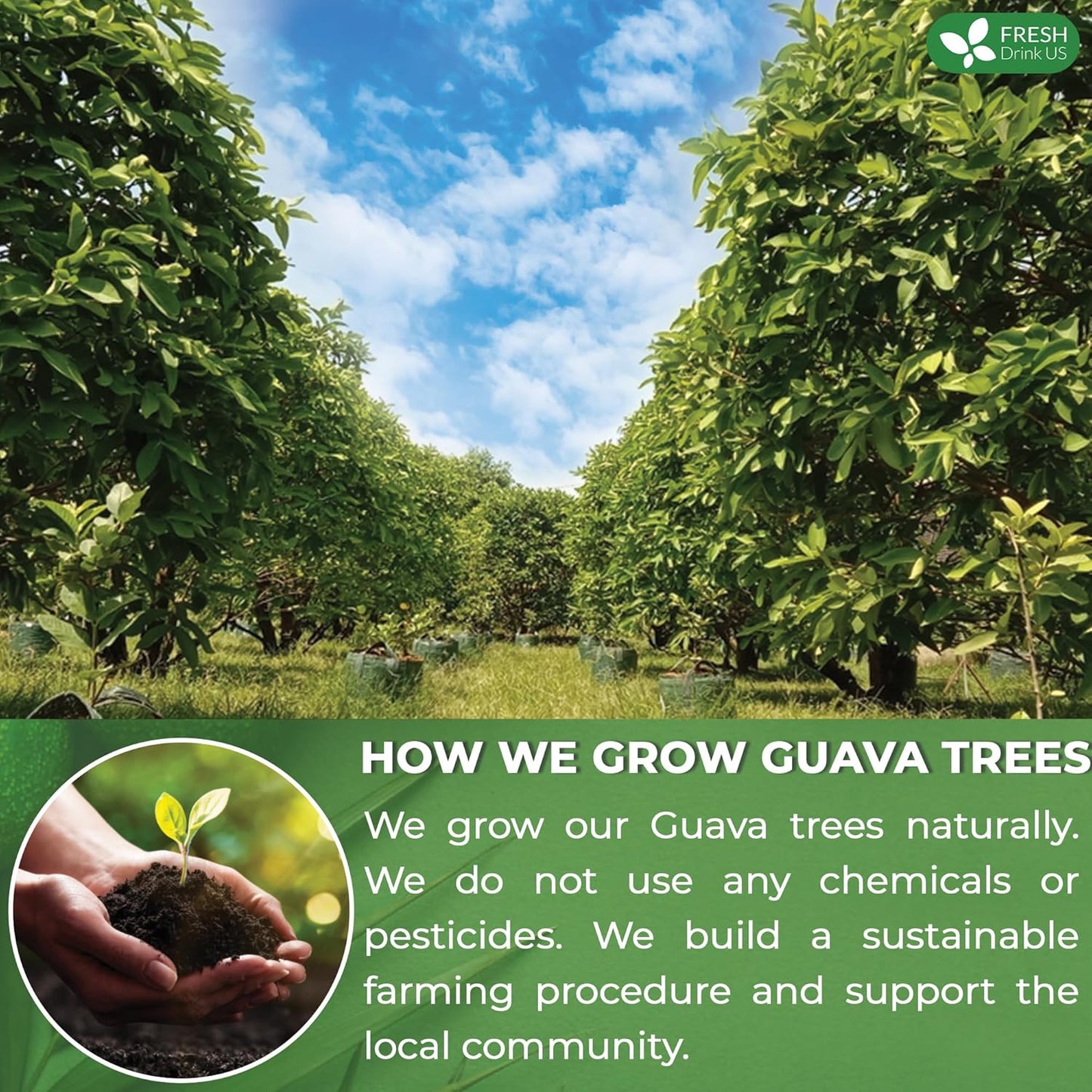 FreshDrinkUS, Premium 50+ Natural Guava Leaves, Whole Dried Leaves, 100% Pure, Natural Guava Loose Leaf Herbal Tea, Non GMO, No Additives, No Caffeine, Vegan