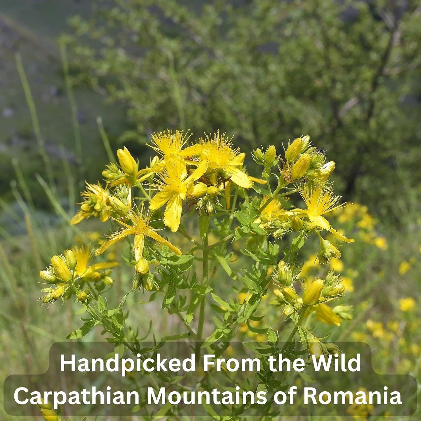 Wild Bliss Organic St Johns Wort Herbal Tea - Caffeine Free Mood Balance Support Tea - Pharmacopoeia Potency - 20 Plant Based Tea Bags