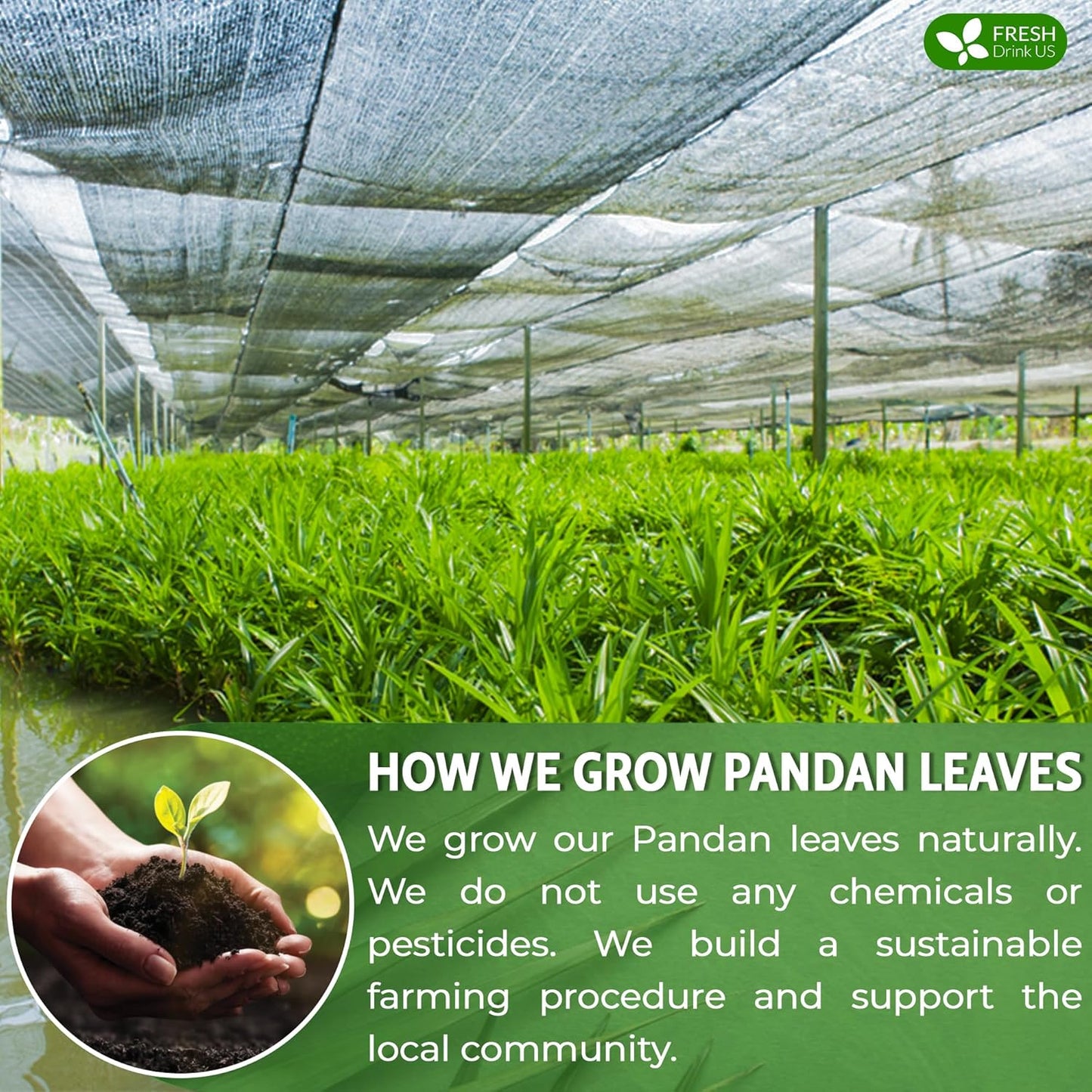 FreshDrinkUS, Premium 55 Pandan Leaf Tea Bags, 100% Natural & Pure from Pandan Leaves. Loose Leaf Pandan Herbal Tea. Made with Natural Material Tea Bags. No Sugar, No Caffeine, No Gluten, Vegan.