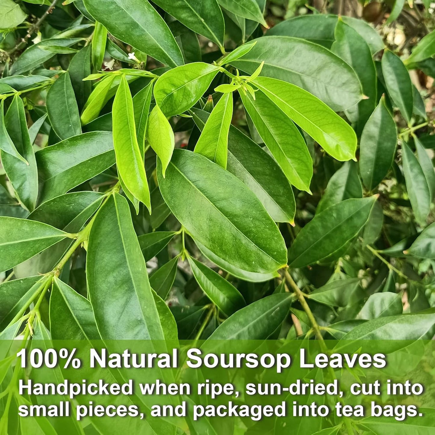 FullChea - Soursop Leaves Tea Bags, 40 Teabags - Premium Soursop Graviola Leaves - Hojas De Guanabana Tea - Non-GMO - Caffeine-free - Improve Digestion, Support Healthy Skin & Sleep