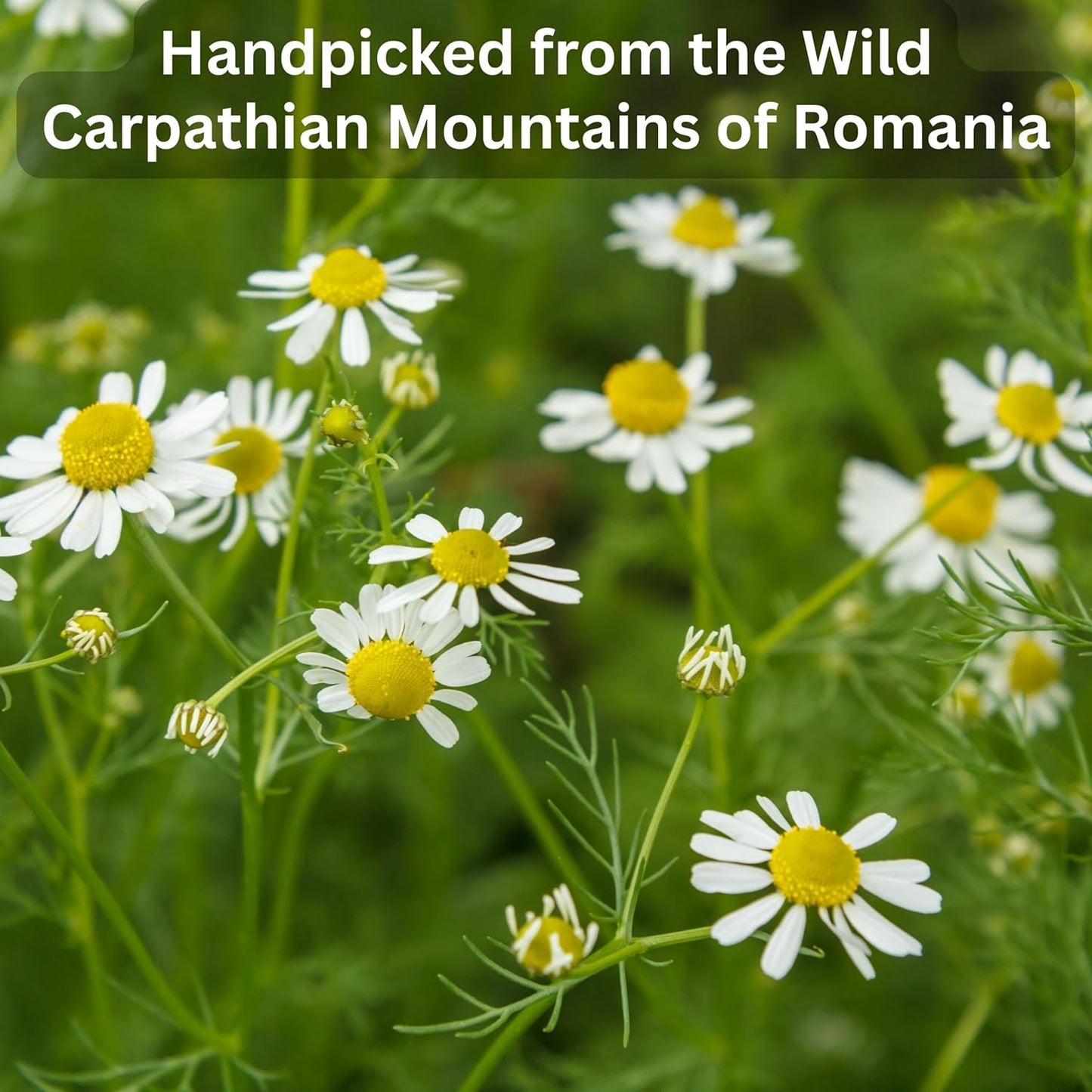 Wild Bliss Organic Chamomile Tea - Caffeine Free Calming Herbal Support - Pharmacopoeia Potency - 75 Plant Based Tea Bags