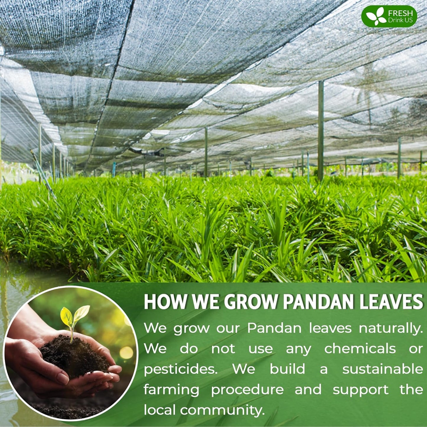 FreshDrinkUS, Premium 2oz Natural Pandan Leaves Dried, 100% Pure Dried Pandan Leaves, Pandan Leaf Tea, No Additives, No Caffeine, Vegan (2 oz Dried Leaves)