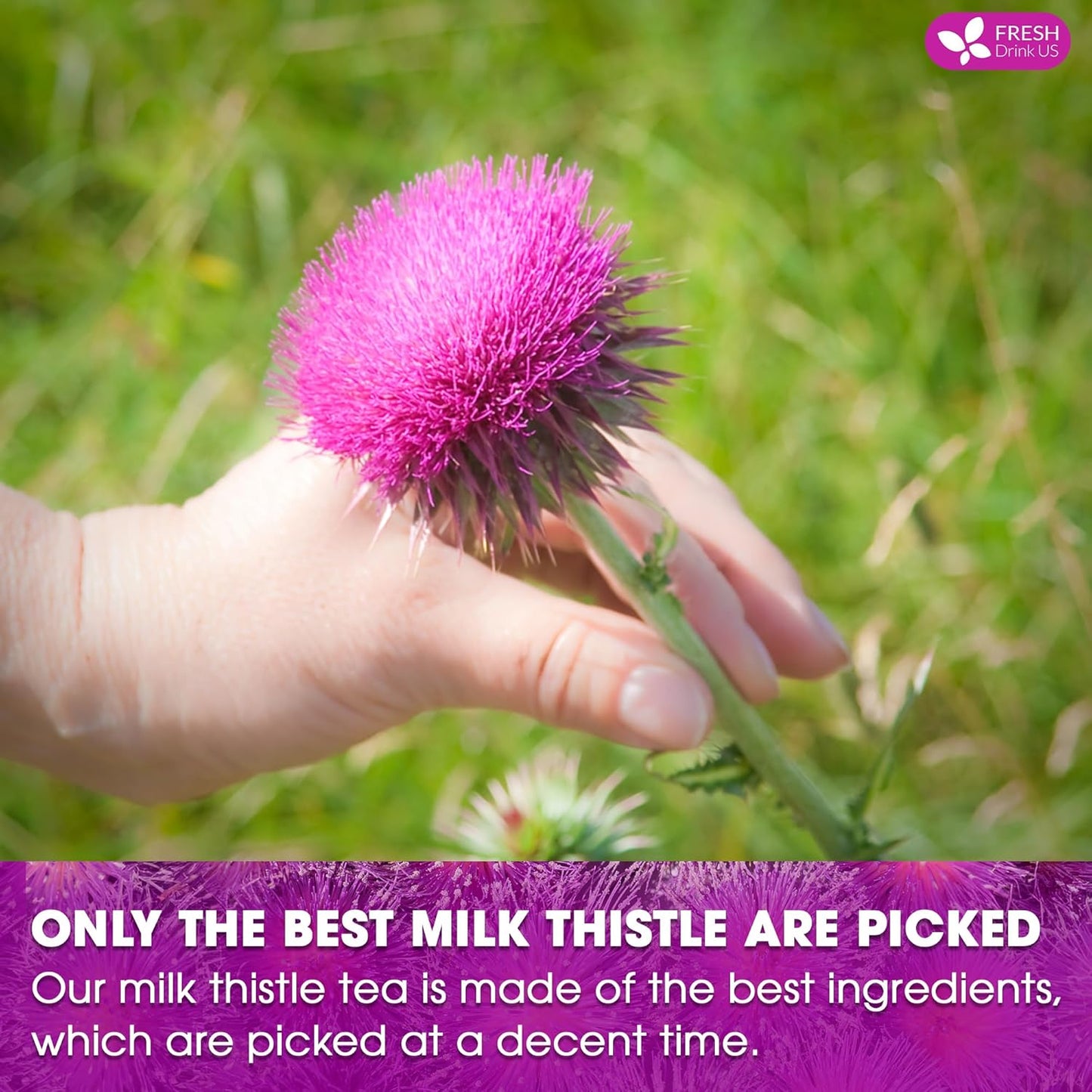 FreshDrinkUS, Premium 135 Milk Thistle Tea Bags, 100% Natural & Pure from Milk Thistle Seeds. Milk Thistle Seed Herbal Tea. Made with Natural Material Tea Bags. No Sugar, No Caffeine, No Gluten, Vegan.