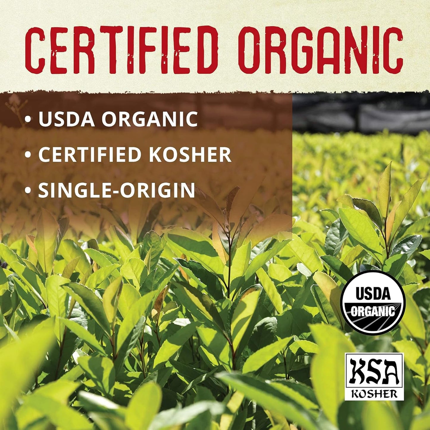 ECOTEAS Organic Yerba Mate Loose Leaf Tea – Unsmoked Detox Herbal Tea for Natural Energy – Coffee Alternative - Kosher, Non-GMO, Gluten-Free - Traditional Cut, 1 lb (Pack of 1)