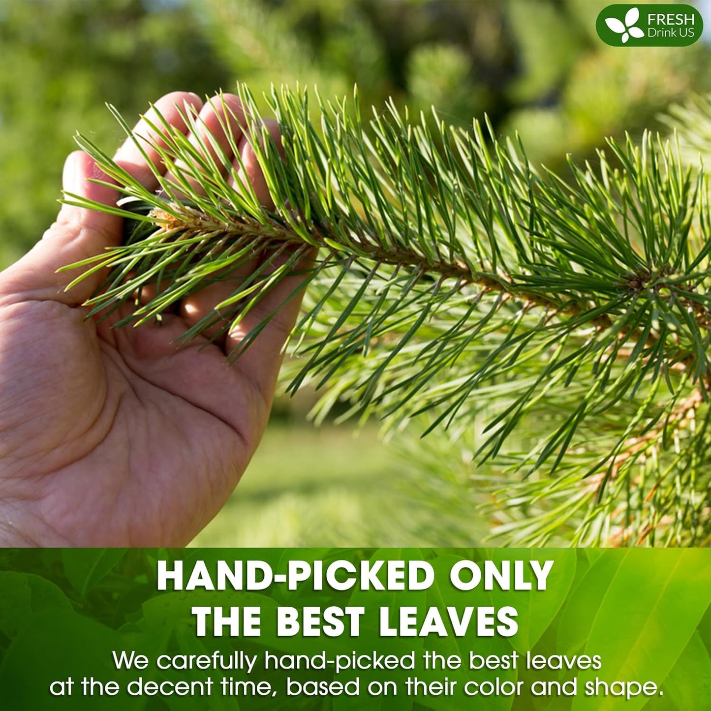 FreshDrinkUS, Pine Needle Tea Bags – 75 Tea Bags, Naturally Caffeine-Free, Refreshing Herbal Tea, Wild-Harvested Pine Leaves, Aromatic and Soothing – Non-GMO & Eco-Friendly Packaging