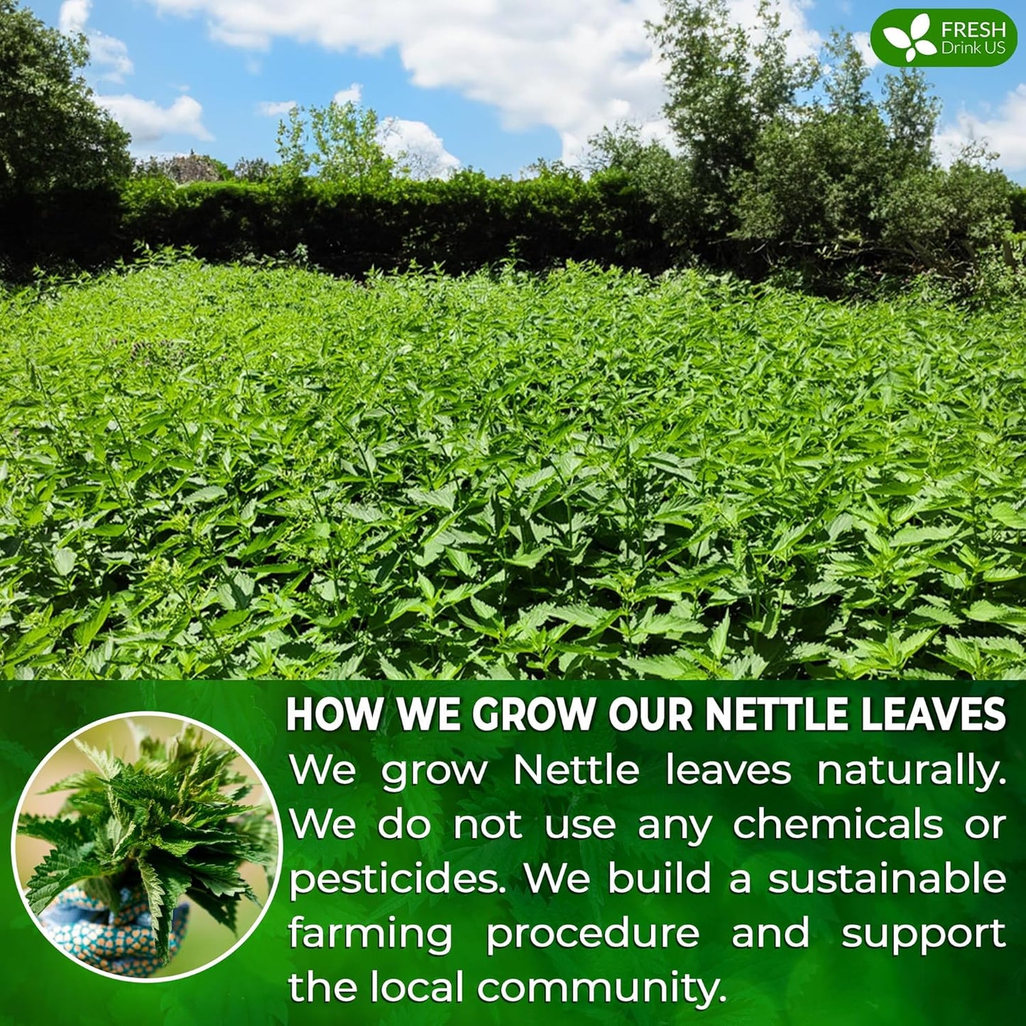 FreshDrinkUS, 55 Nettle Leaf Tea Bags, 100% Natural & Pure from Nettle Leaves. Loose Leaf Nettle Herbal Tea. Nettle Leaf Tea. No Sugar, No Caffeine, No Gluten, Vegan.