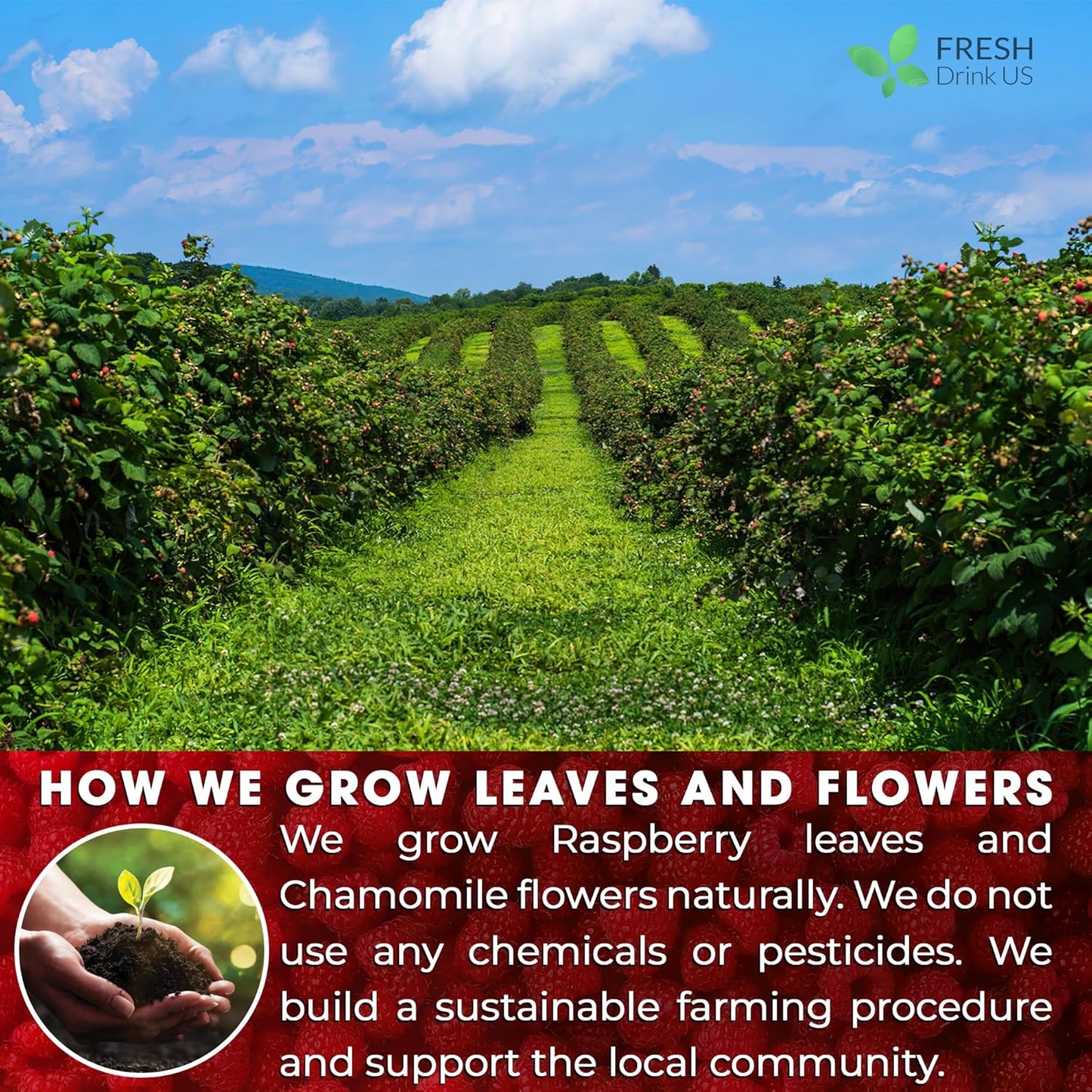 FreshDrinkUS, 75 Bags Premium Raspberry Leaf Teawith Chamomile Flavor, Eases Menstrual Cramps & Supports Healthy Pregnancy, Naturally, Caffeine-Free, Sugar Free, Vegan