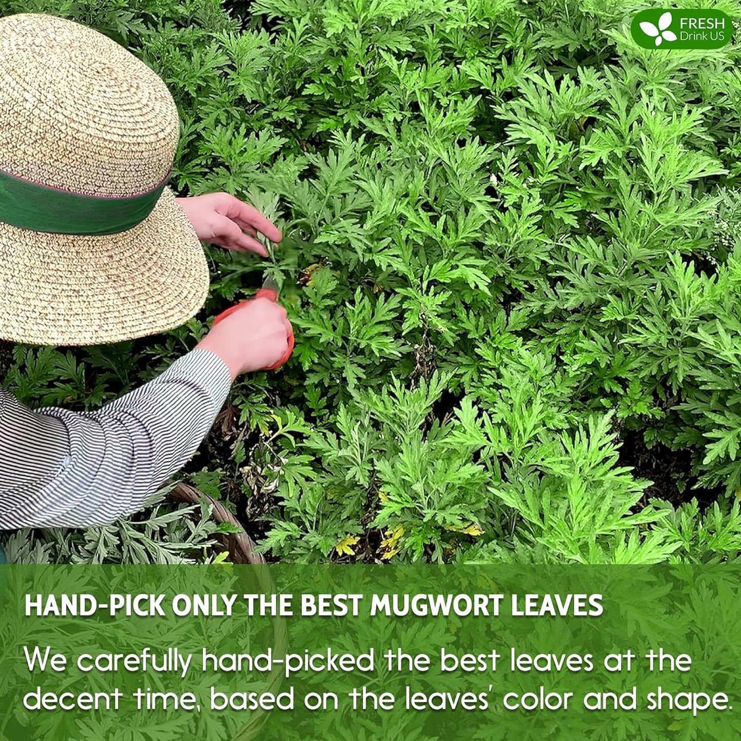 FreshDrinkUS, Premium 60 Mugwort Leaf Tea Bags, 100% Natural and Pure Mugwort Leaves. Loose Leaf Mugwort Herbal Tea. Mugwort Leaf Tea. No Sugar, No Caffeine, No Gluten, Vegan.