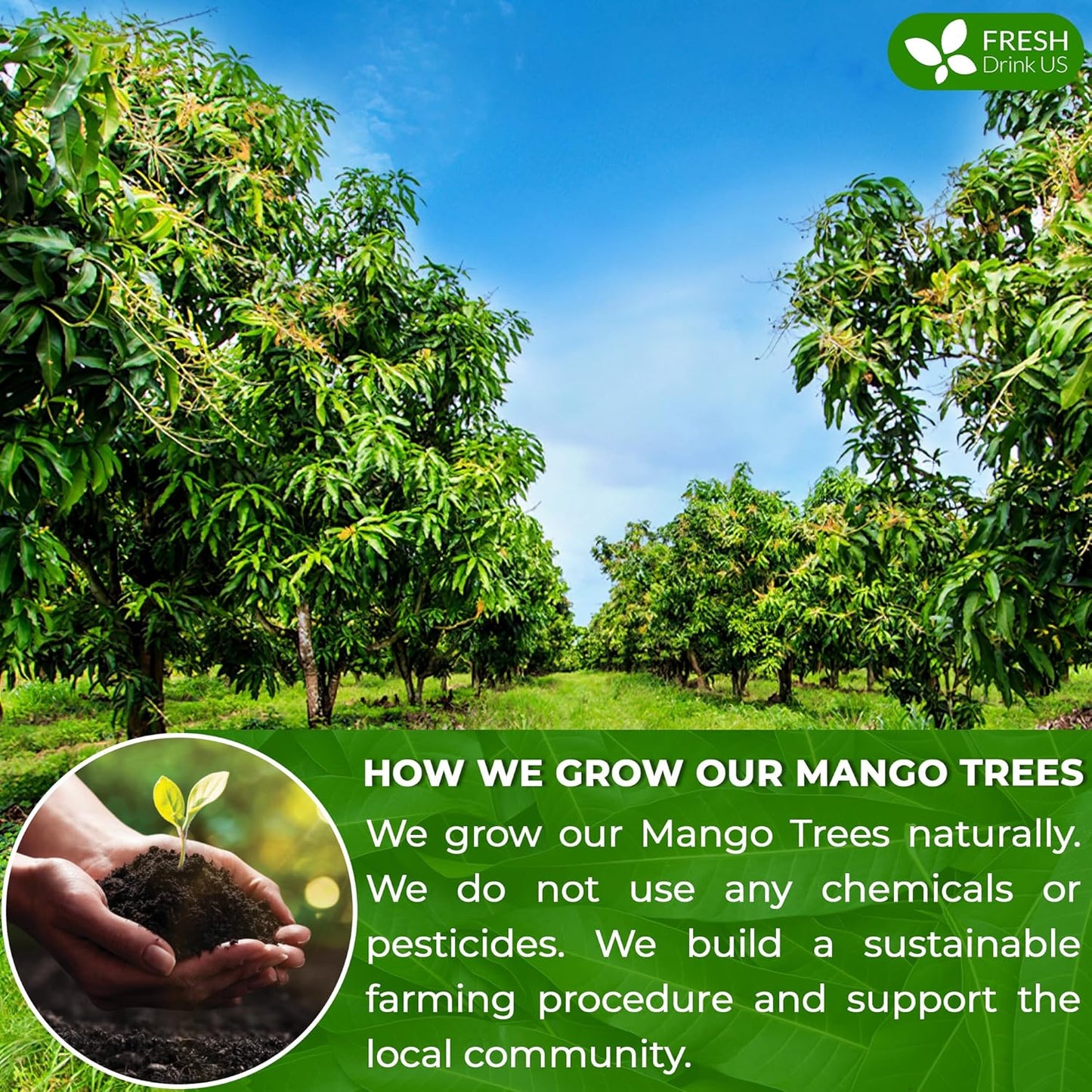 FreshDrinkUS Premium 60 Mango Leaf Tea Bags, 100% Natural & Pure. Loose Leaf Herbal Tea. No Sugar, No Caffeine, No Gluten, Vegan